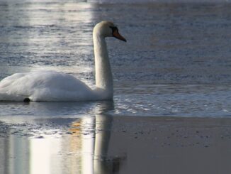 Lebădă pe lac. FOTO steenml