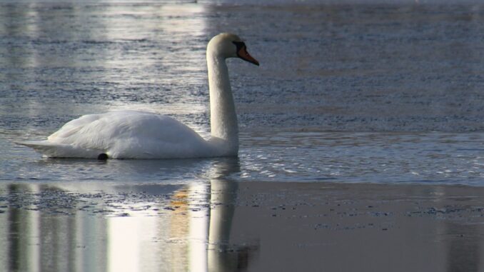 Lebădă pe lac. FOTO steenml
